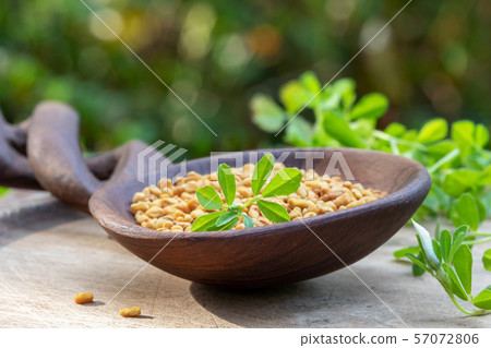 Dry fenugreek seeds and fresh fenugreek plant Dry fenugreek seeds and fresh fenugreek plant 57072806