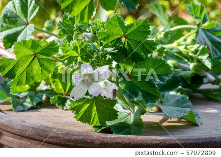 Closeup of fresh dwarf mallow plant Closeup of fresh dwarf mallow plant 57072809