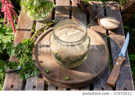 Preparation of mallow syrup from Malva neglecta Preparation of mallow syrup from Malva neglecta 57072811