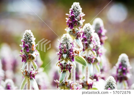 Ramsyear herb 57072876