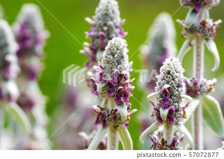 Ramsyear herb 57072877