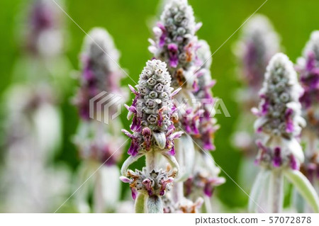 Ramsyear herb Ramsyear herb 57072878