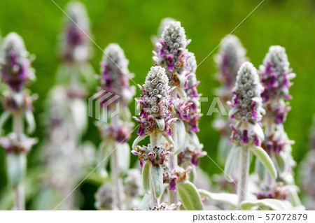 Ramsyear herb 57072879