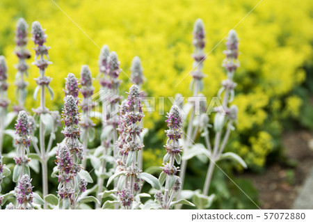 Ramsyear herb 57072880