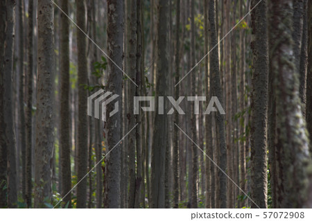 Young Blue Gum Tree Forest Plantation (Eucalyptus saligna) Young Blue Gum Tree Forest Plantation (Eucalyptus saligna) 57072908
