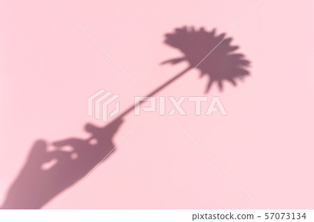 Top view on shadow cast by a female hand with flower on pink background. Top view on shadow cast by a female hand with flower on pink background. 57073134