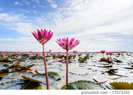 Two red lotus flowers in the pond, Thailand 57073265
