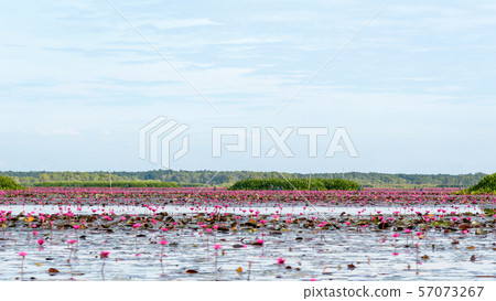 Lotus pond at Thale Noi Waterfowl Reserve Park 57073267