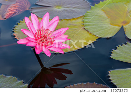 Red lotus flowers in the pond, Thailand Red lotus flowers in the pond, Thailand 57073273