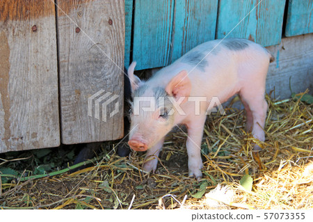 Small piglet running jolly on farm yard Small piglet running jolly on farm yard 57073355