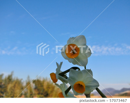 Chihaya Akasaka Village, Narcissus Hill 57073467