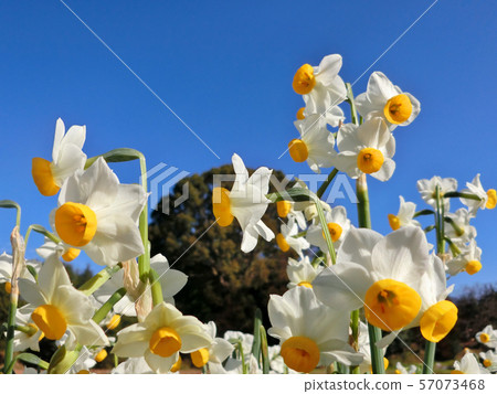 Chihaya Akasaka Village, Narcissus Hill Chihaya Akasaka Village, Narcissus Hill 57073468