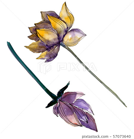 Lotus floral botanical flowers. Watercolor background illustration set. Isolated lotus illustration 57073640
