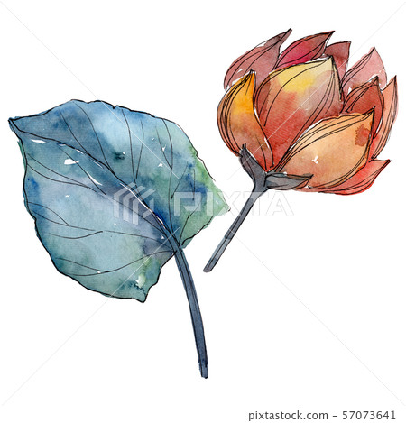Lotus floral botanical flowers. Watercolor background illustration set. Isolated lotus illustration 57073641