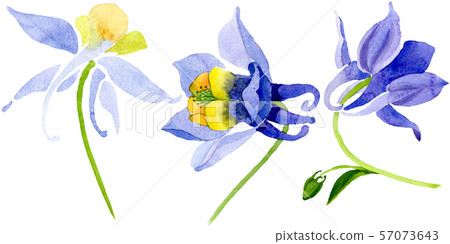 Blue yellow brugmansia floral botanical flowers. Watercolor background set. Isolated brugmansia 57073643