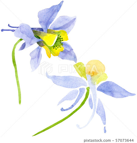 Blue yellow brugmansia floral botanical flowers. Watercolor background set. Isolated brugmansia Blue yellow brugmansia floral botanical flowers. Watercolor background set. Isolated brugmansia 57073644