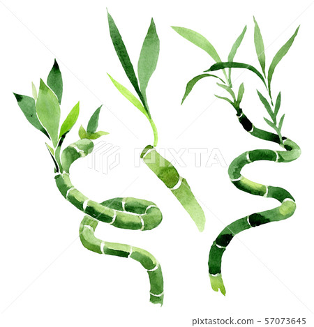 Green Draceana Sanderiana. Watercolor background set. Isolated lucky bamoo illustration element. Green Draceana Sanderiana. Watercolor background set. Isolated lucky bamoo illustration element. 57073645