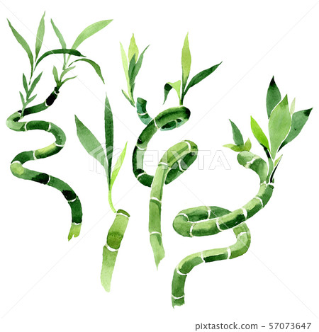 Green Draceana Sanderiana. Watercolor background set. Isolated lucky bamoo illustration element. Green Draceana Sanderiana. Watercolor background set. Isolated lucky bamoo illustration element. 57073647