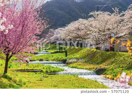 Cherry blossoms lined with Kannonji River Fukushima Inawashiro 57075120