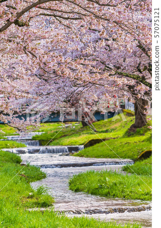 Cherry blossoms lined with Kannonji River Fukushima Inawashiro Cherry blossoms lined with Kannonji River Fukushima Inawashiro 57075121