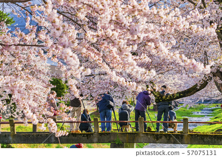 Cherry blossoms lined with Kannonji River Fukushima Inawashiro Cherry blossoms lined with Kannonji River Fukushima Inawashiro 57075131