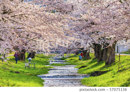 Cherry blossoms lined with Kannonji River Fukushima Inawashiro Cherry blossoms lined with Kannonji River Fukushima Inawashiro 57075136