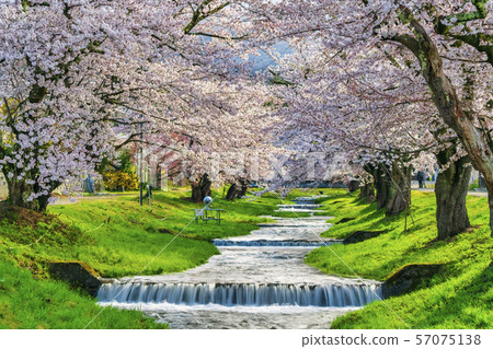 Cherry blossoms lined with Kannonji River Fukushima Inawashiro Cherry blossoms lined with Kannonji River Fukushima Inawashiro 57075138