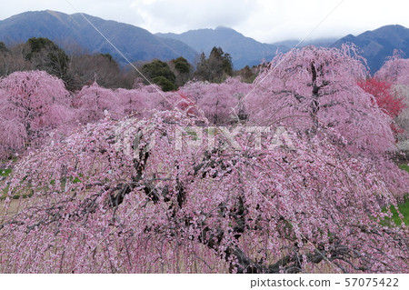 梅花(三重縣鈴鹿之森的垂枝梅) 梅花(三重縣鈴鹿之森的垂枝梅) 57075422