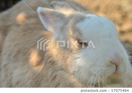 Aichi Farm animals Aichi Farm animals 57075464