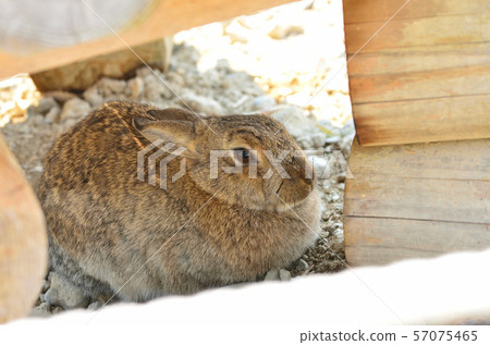 Aichi Farm animals Aichi Farm animals 57075465