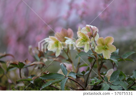 Christmas Rose (Suzuka no Mori, Mie Prefecture) 57075531