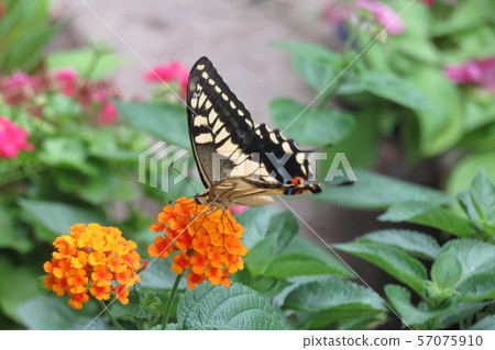 Swallowtail butterfly perching on an orange lantana 57075910