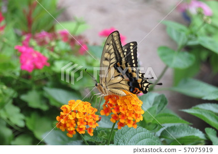 Swallowtail butterfly that sticks to Lantana 57075919