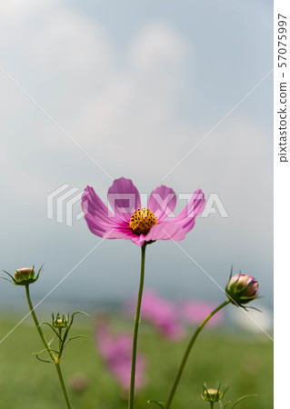 One cosmos flower blooms 57075997