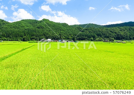 Rural landscape in summer Rural landscape in summer 57076249