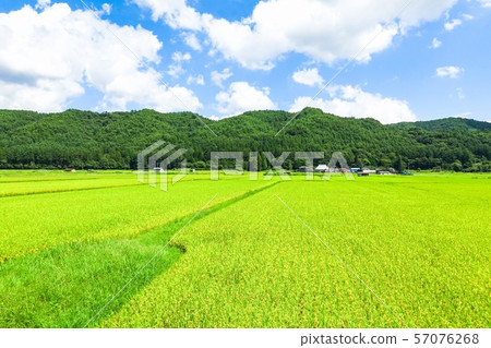 Rural landscape in summer Rural landscape in summer 57076268