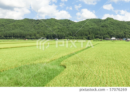 農村風景在夏天 農村風景在夏天 57076269