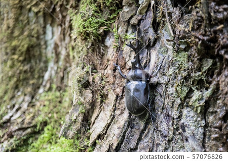 A beetle climbing a tree A beetle climbing a tree 57076826