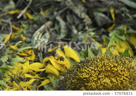 Fallen sunflowers and bees Environmental destruction image Sunflower sunflower sunflower field 57076831