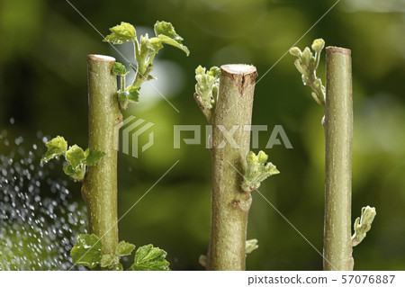 Intoxicated cutting tree image (fix shooting) 57076887