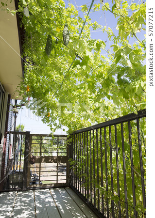 苦瓜炙烤 苦瓜炙烤 57077215