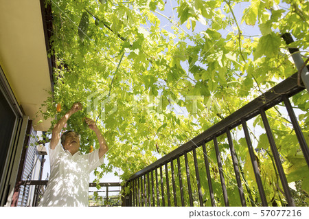 苦瓜炙烤 苦瓜炙烤 57077216