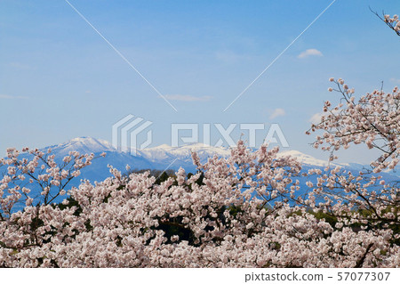 Cherry blossoms near Shionozaki Daisakura (Fukushima Prefecture, Motomiya City) 57077307