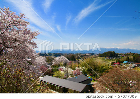 Cherry blossoms near Shionozaki Daisakura (Fukushima Prefecture, Motomiya City) 57077309
