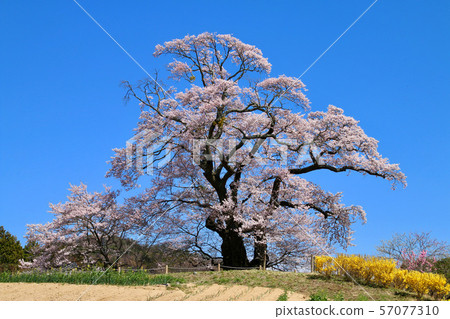 Shionozaki Daisakura (Fukushima Prefecture, Motomiya City) 57077310