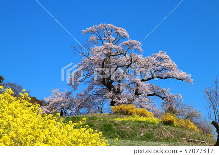 Shionozaki Daisakura (Fukushima Prefecture, Motomiya City) 57077312