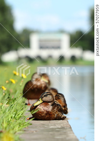 Waterside Mallard (Flock) Waterside Mallard (Flock) 57077959