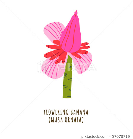Flowering banana tropical flower 57078719