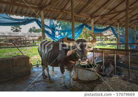 The buffalo rested in the livestock The buffalo rested in the livestock 57079669