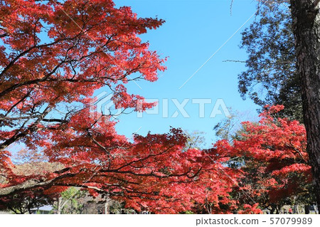 Autumn leaves of Nara Park 57079989